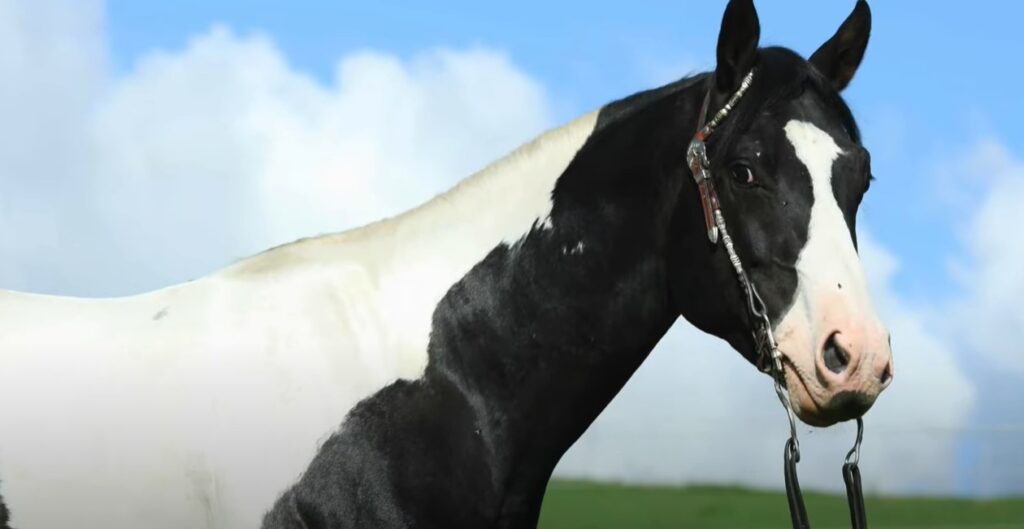 black and white american paint horse