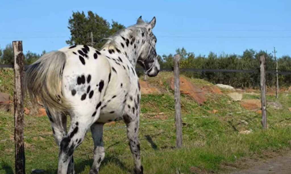 black and white appaloosa horse