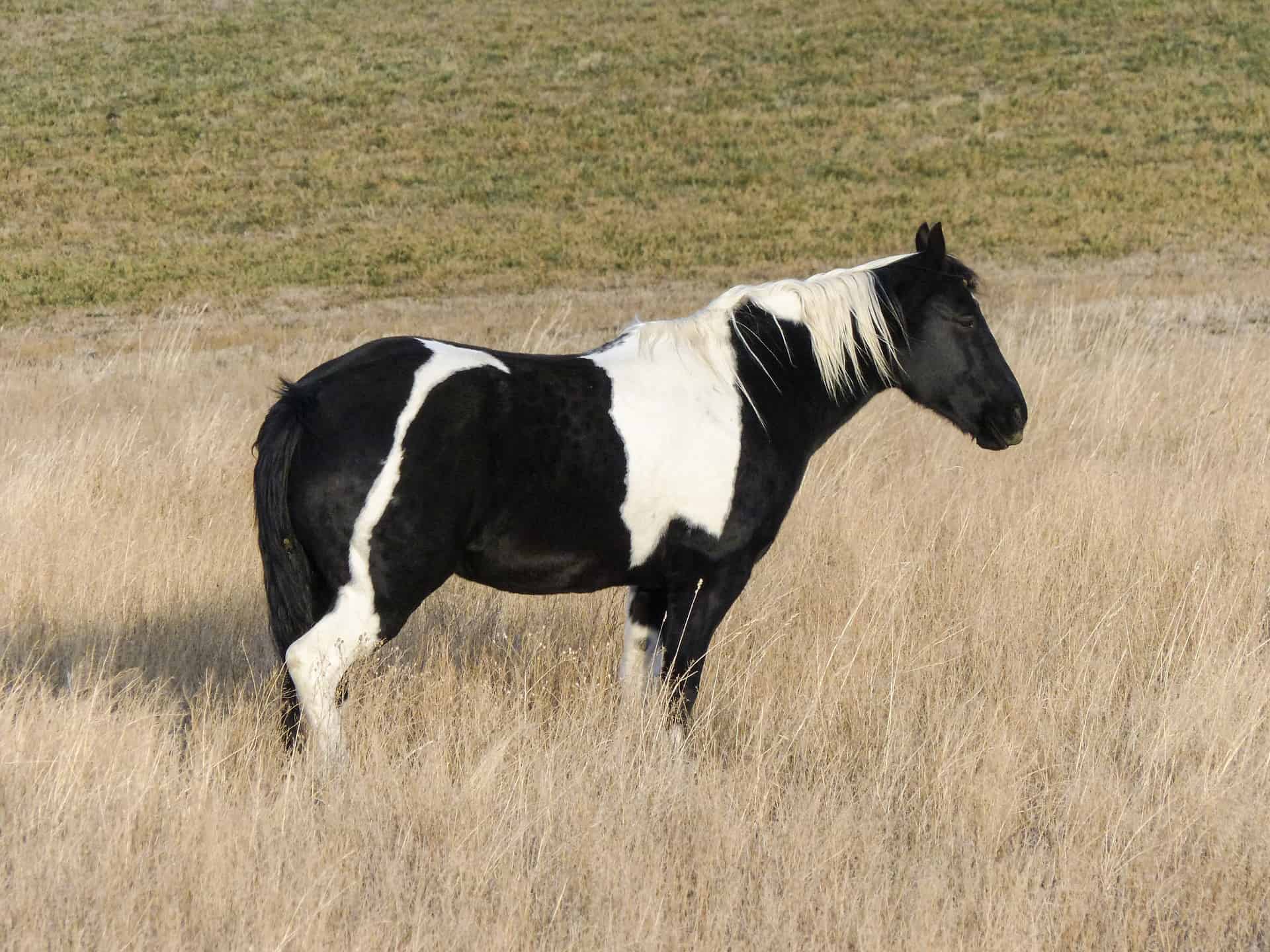 black and white horse breeds