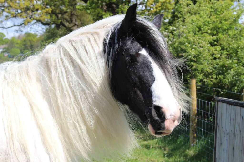 black and white shire horse