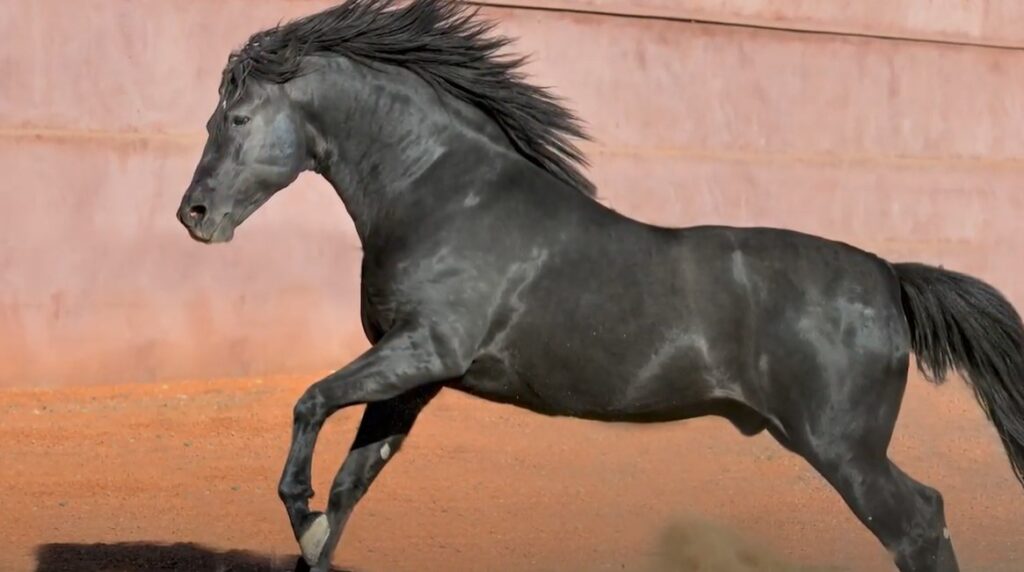 black lusitano horse