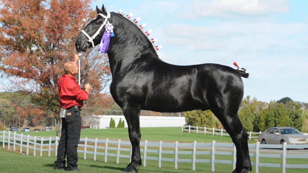 black percheron horse