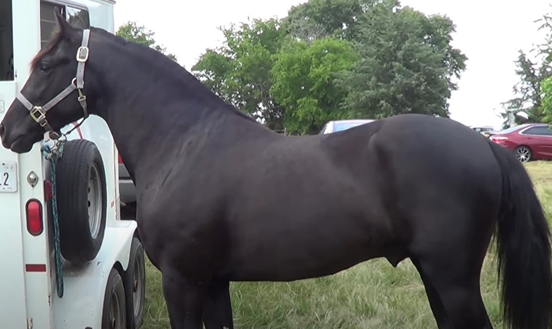 10 Black Horse Breeds [Black Beauties] You Must See - Equineigh
