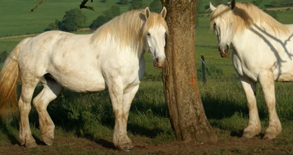 boulonnaise horse