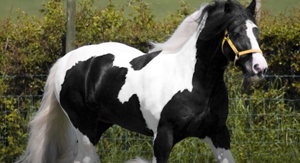 b&w gypsy vanner horse