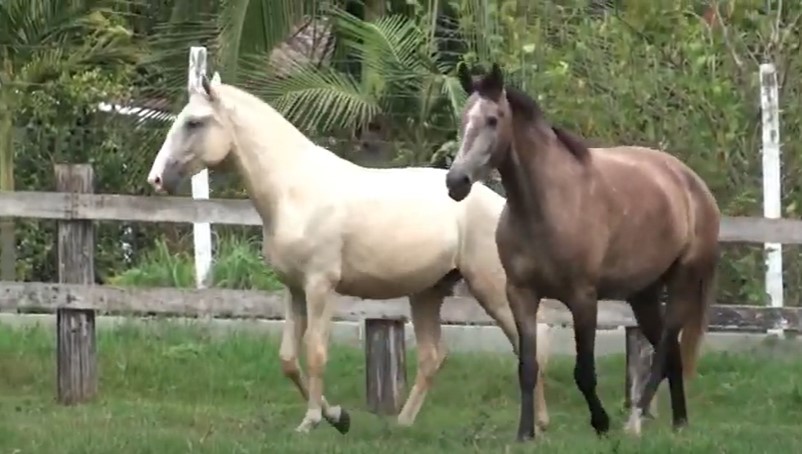 caring for lusitano horses