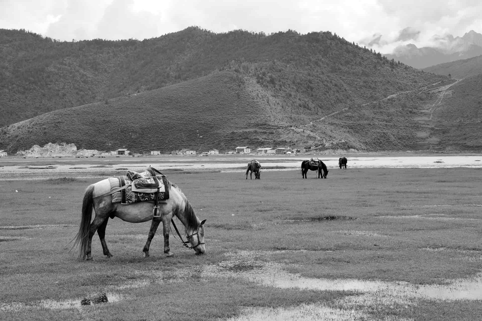 chinese horse breeds