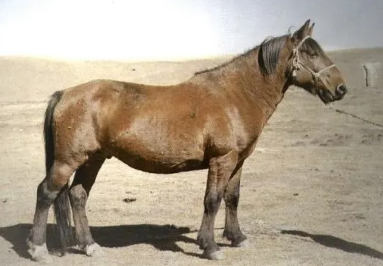 datong horse breed