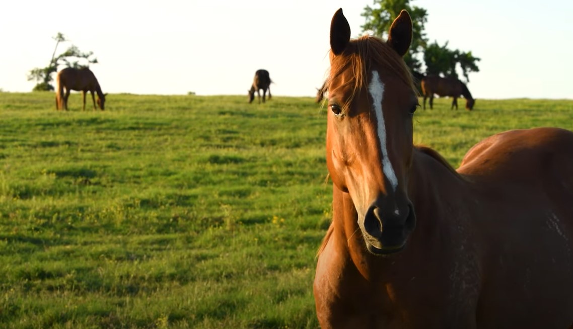 facts about tennessee walking horse
