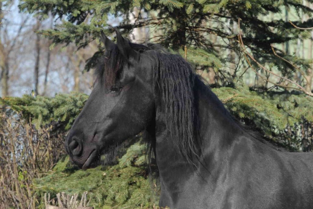 friesian horse breed