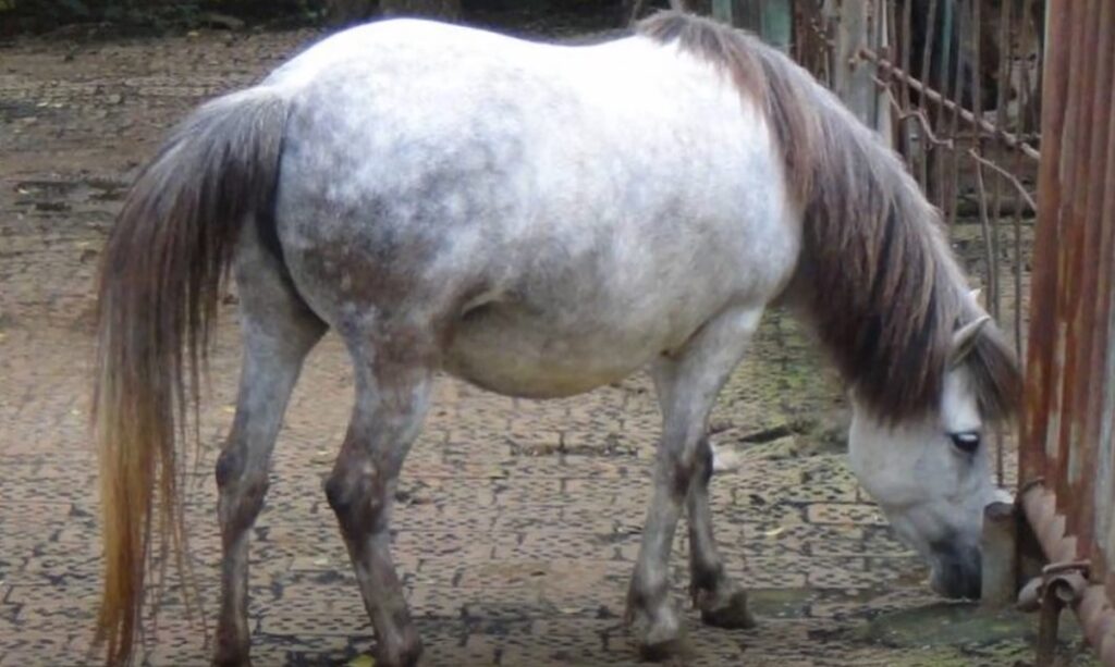 guoxia horse