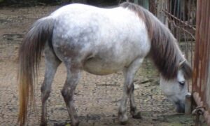 12 Smallest Horse Breeds in the World (& Ponies) - Equineigh