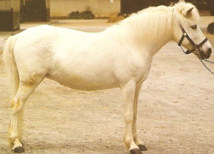 guoxia horse breed