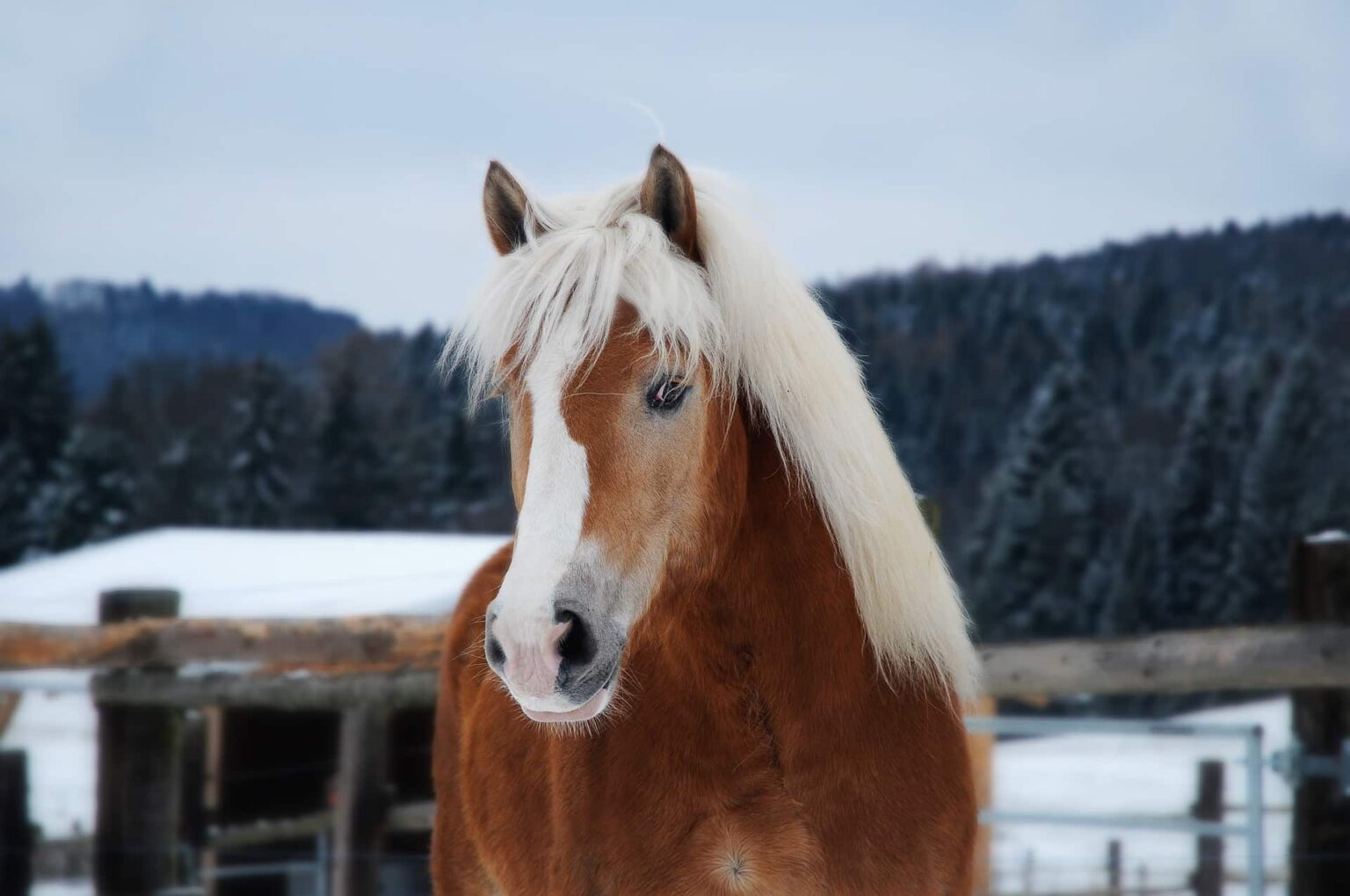 16 Magnificent Italian Horse Breeds [with Pictures] - Equineigh