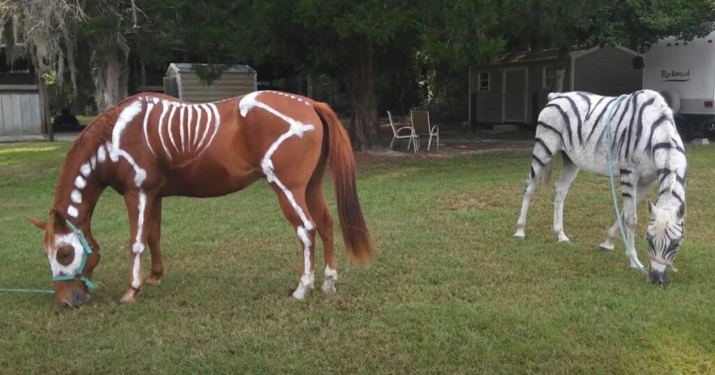 Horse Safe Paint Decorating Your Horse Safely Equineigh