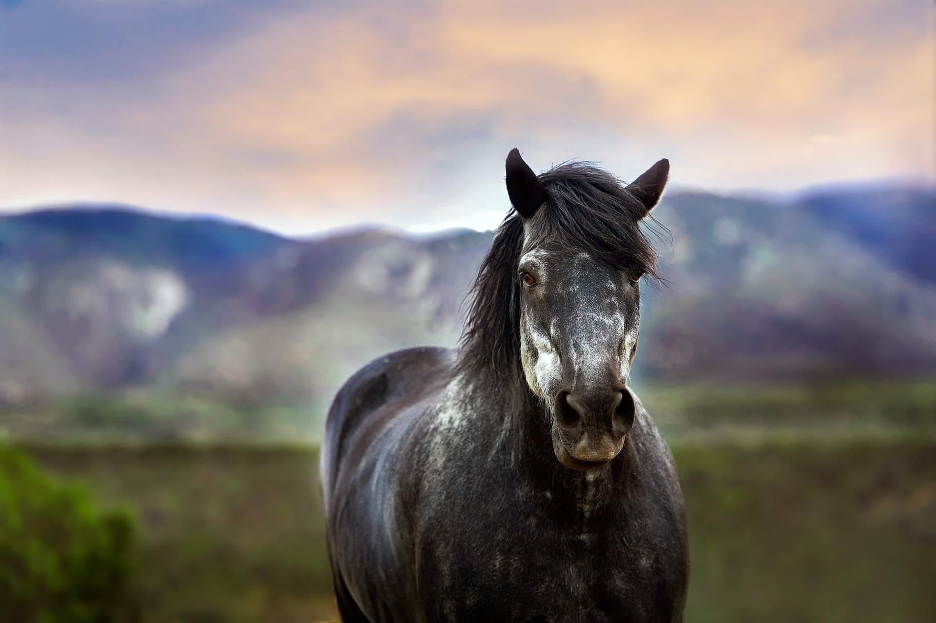 How Long Does A Horse Live Lifespan By Breed Equineigh