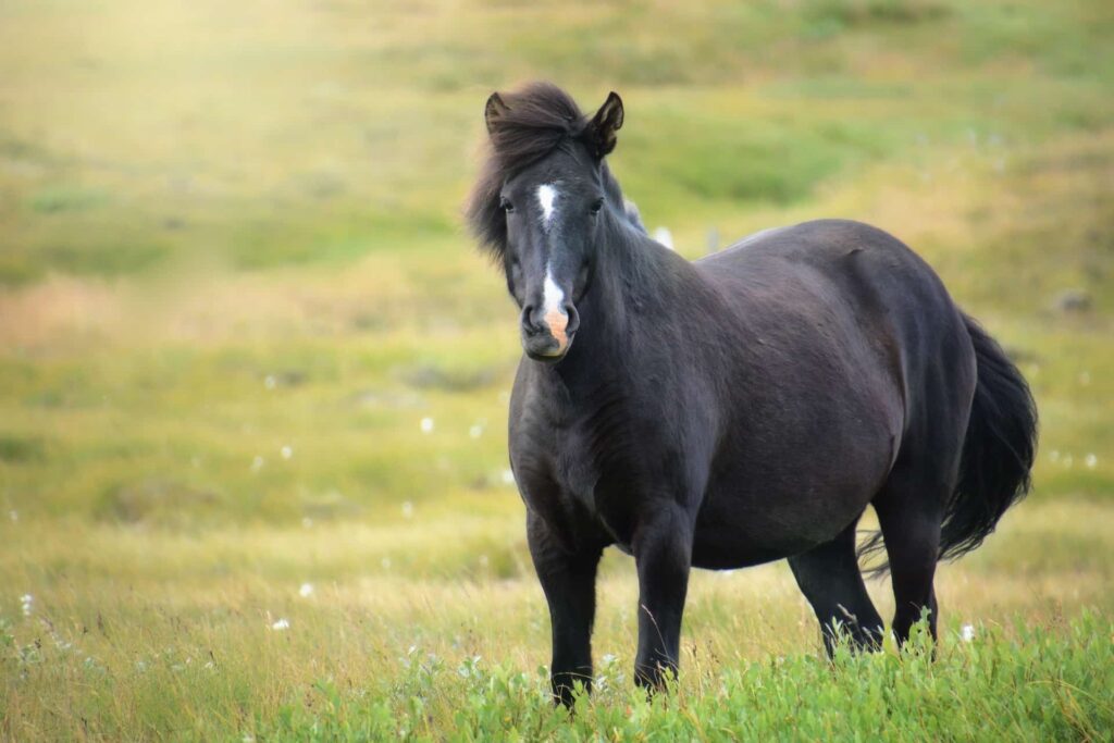 icelandic horse breed