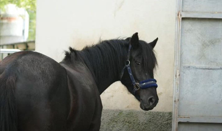 italian esperia pony