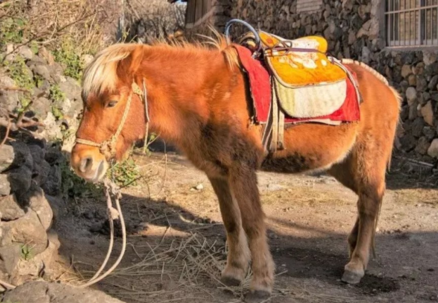 lijiang horse breed