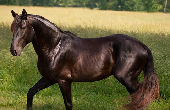 lusitano horse