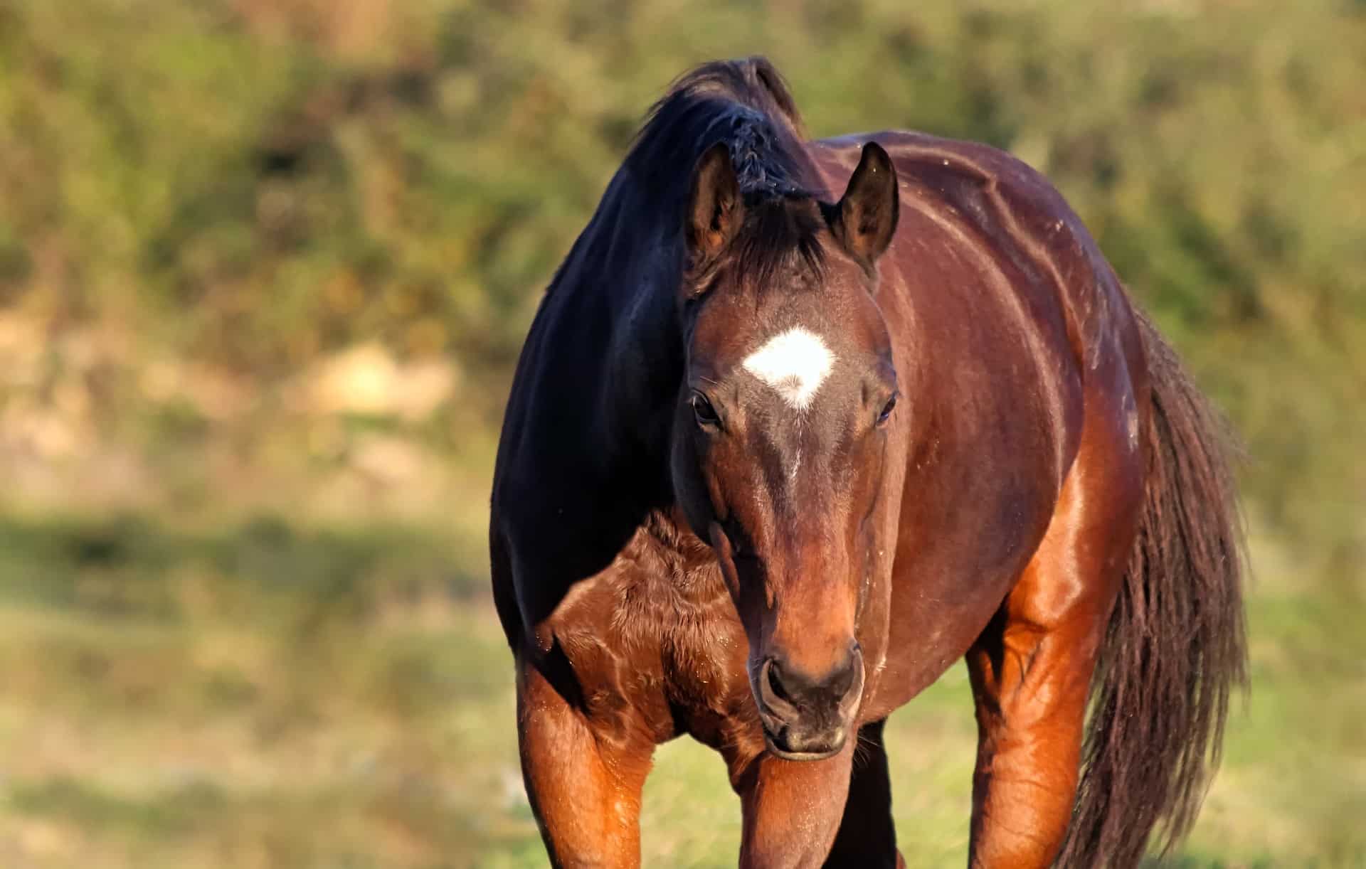 mixed breed horses