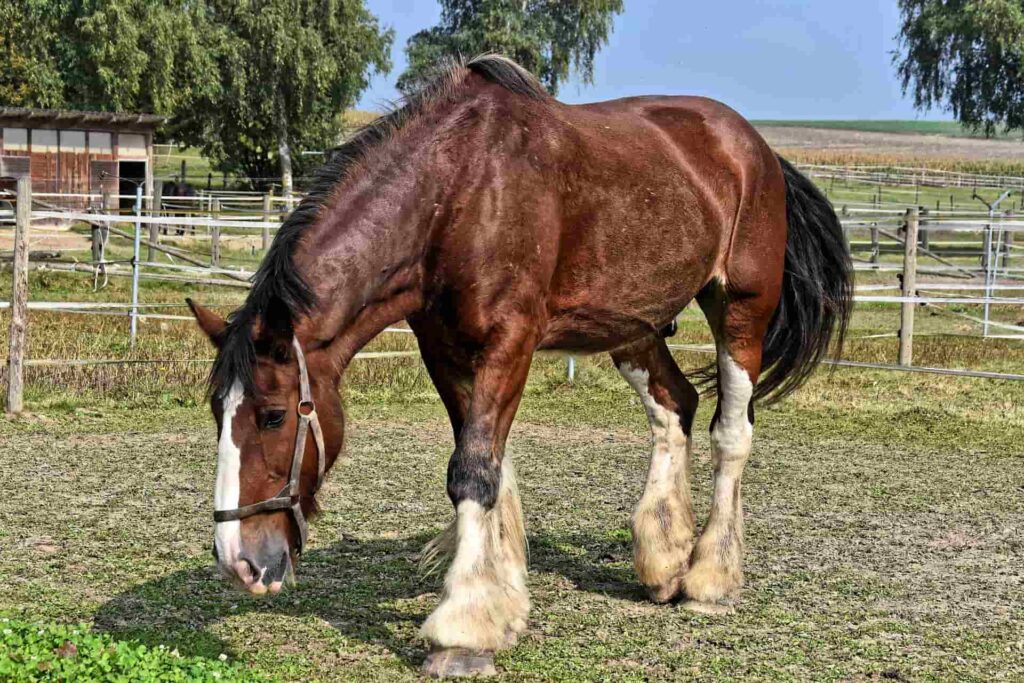 shire horse breed