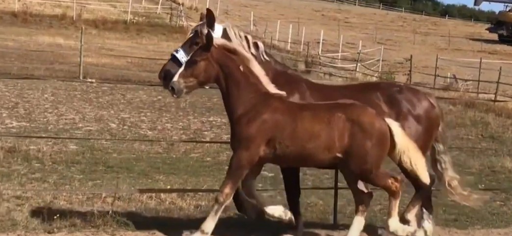 14 German Horse Breeds: Warmbloods & Coldbloods - Equineigh