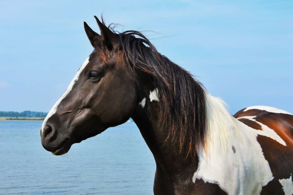 spotted-horse-breeds-12-popular-speckled-breeds-equineigh