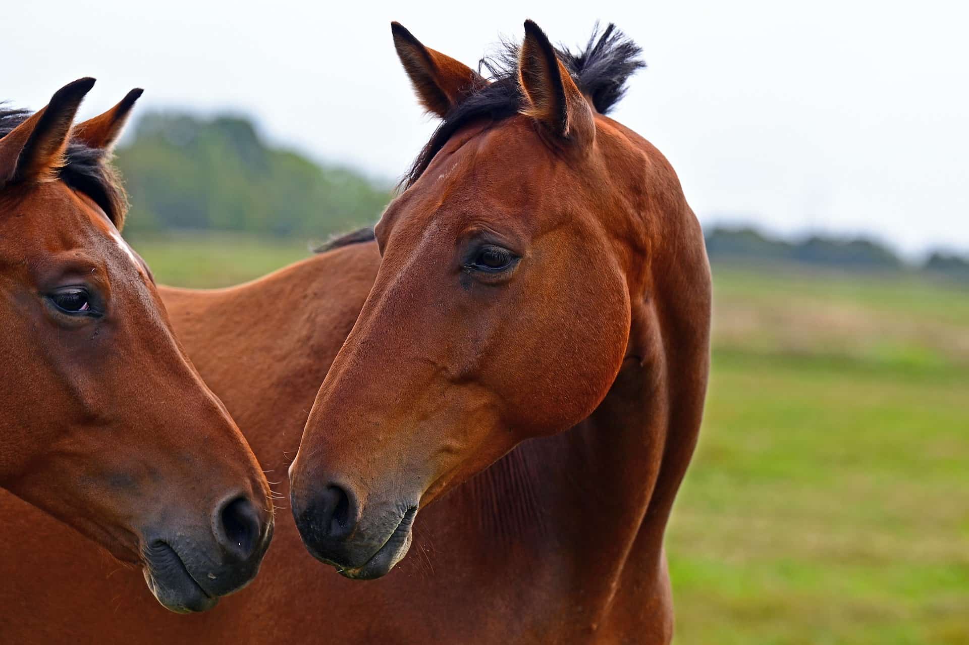 thoroughbred horse facts
