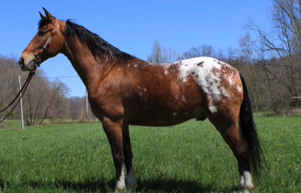 walkaloosa horse breed