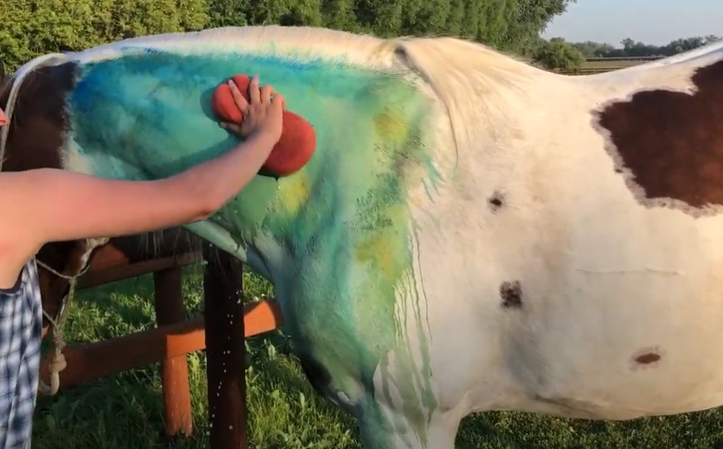 washing paint off your horse
