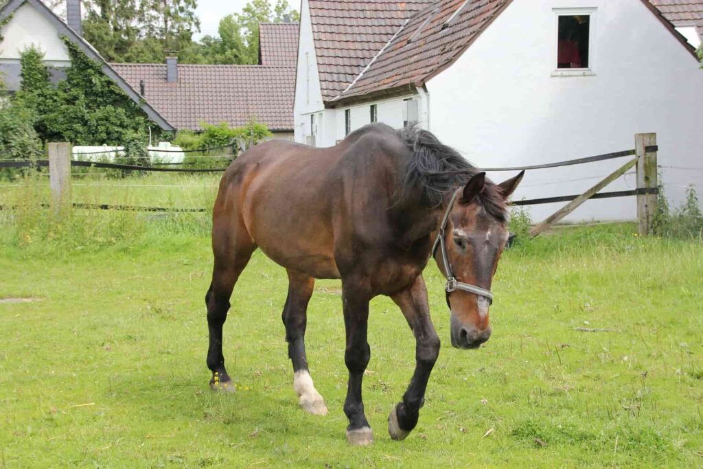 westphalian horse