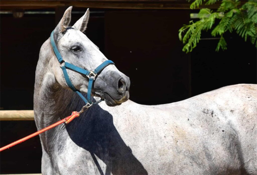 andalusian horse