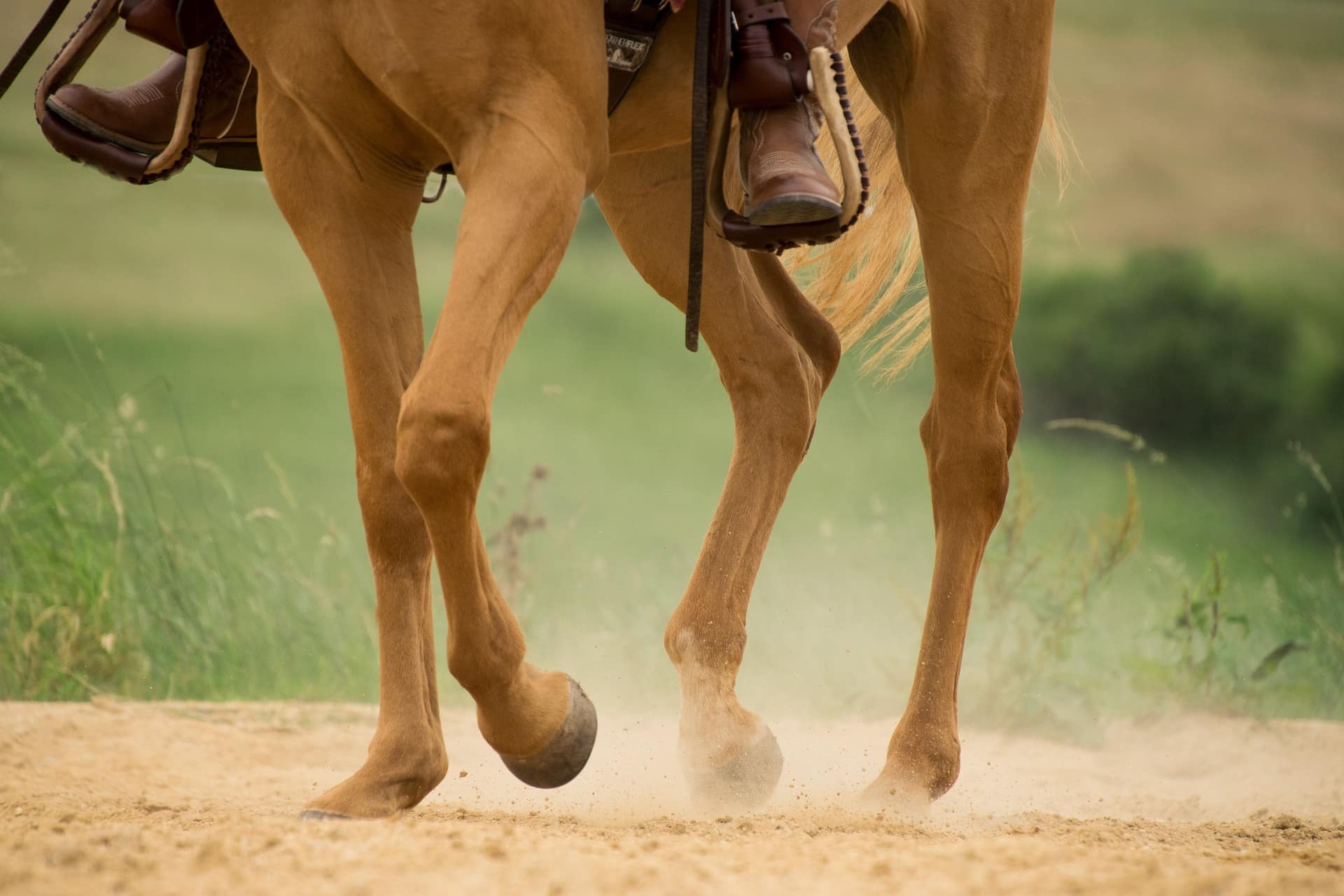 best joint supplements for horses