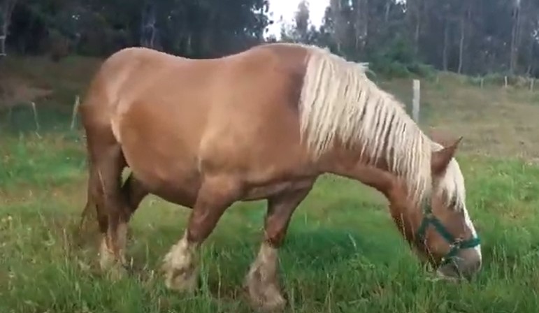 burguete horse