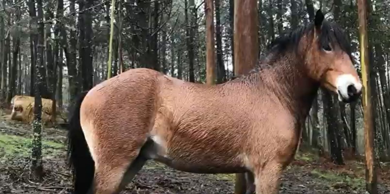 galician mountain horse