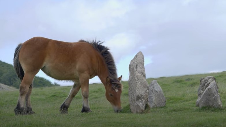 jaca navarra horse