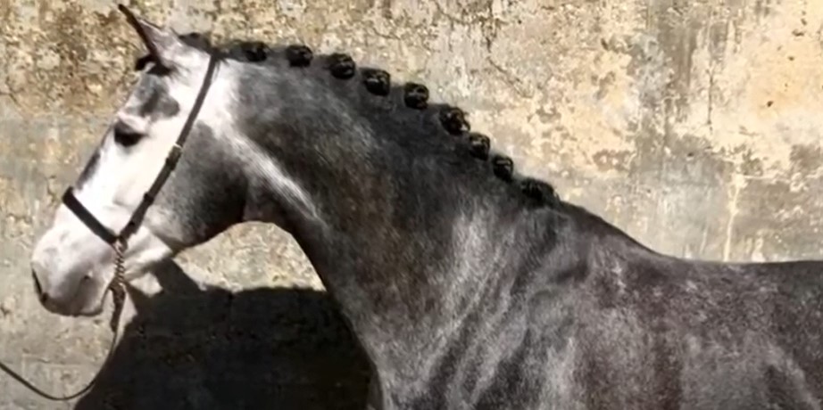 marismeno horse