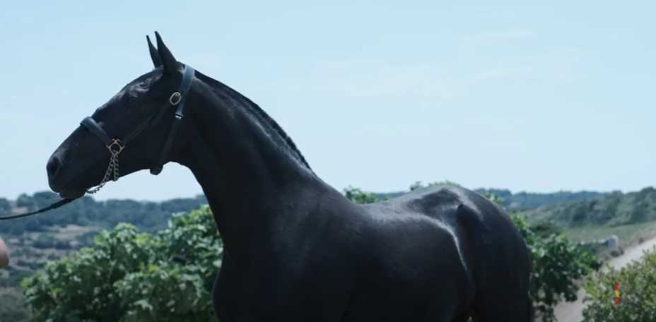 menorquin horse