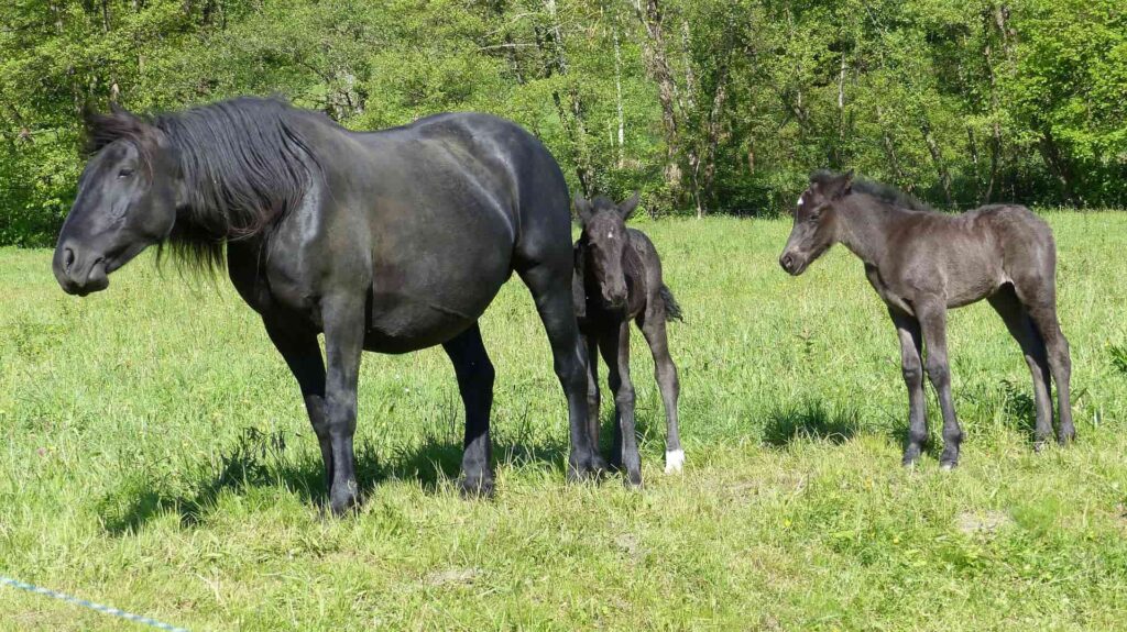 merens spanish horse