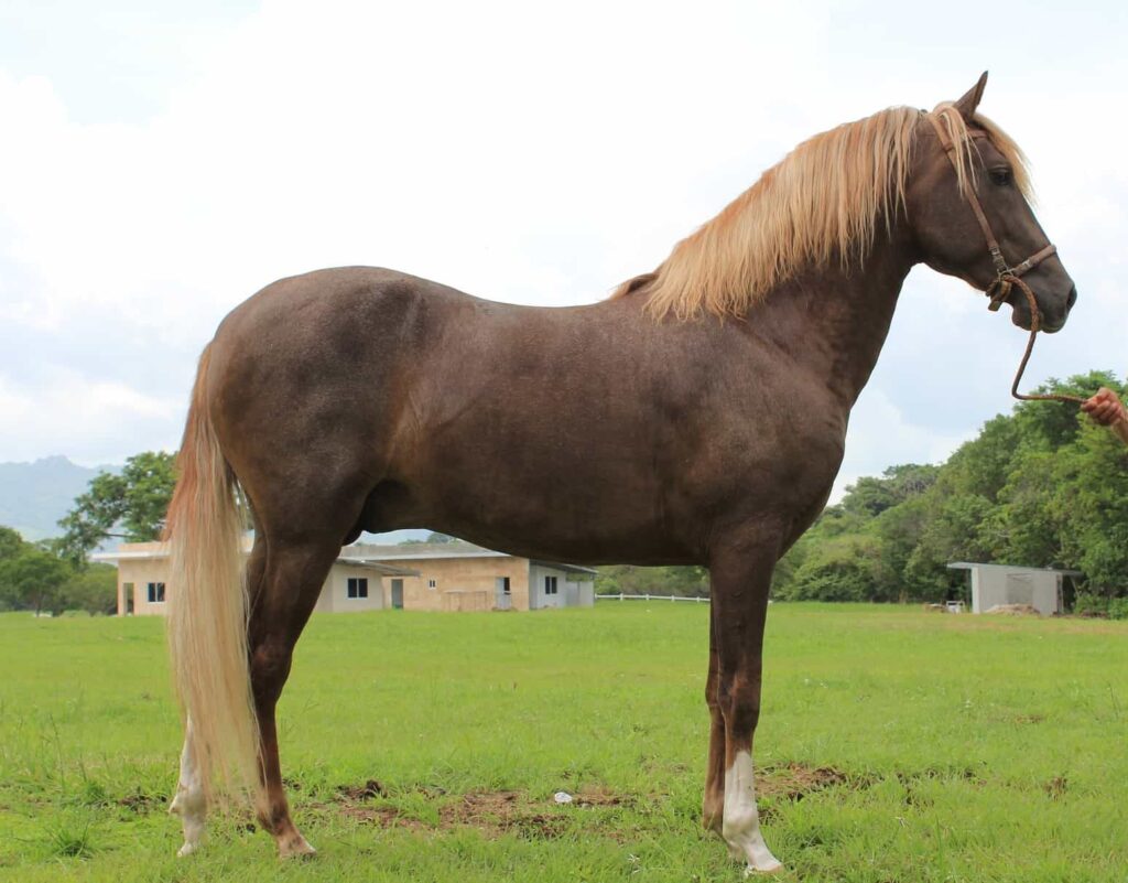 peruvian horse