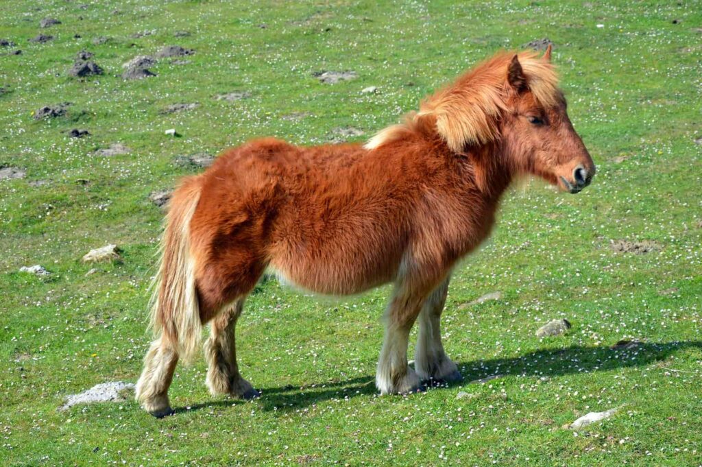 pottok horse